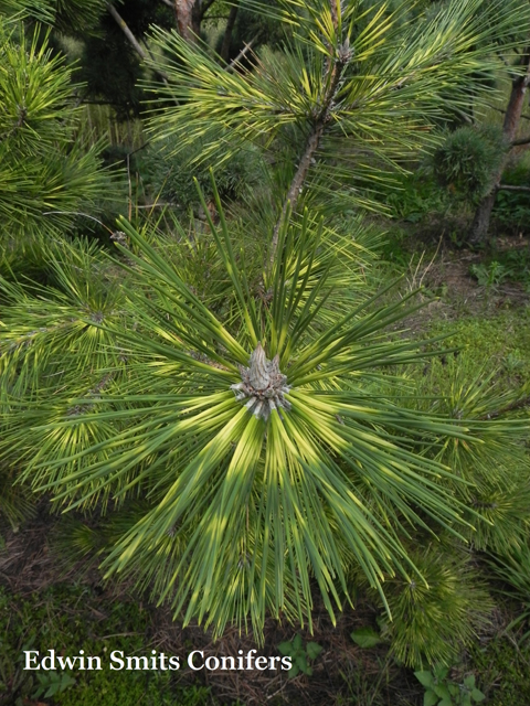 Pinus thunbergii 'Shirome Janome'